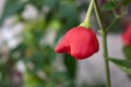 Detail of bishop`s Crown chili pepper growing in bush