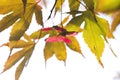 Detail of red maple samaras and leaves Royalty Free Stock Photo