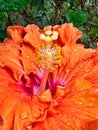 Detail of Red and Orange Hibiscus Flower in Garden Royalty Free Stock Photo