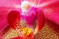 detail of red orchidea Royalty Free Stock Photo