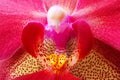 detail of red orchidea Royalty Free Stock Photo