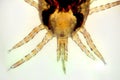 Detail of the red poultry mite (Dermanyssus gallinae)