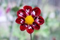 Detail of red purple flower in a flower field Royalty Free Stock Photo