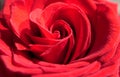Detail of red rose bud in the sun, so close you can follow the eddy Royalty Free Stock Photo
