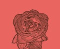Detail of red rose illustration