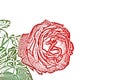 Detail of red rose