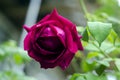 Detail of red roses bush as floral background. Close up view of red roses in Caucasus. Azerbaijan Royalty Free Stock Photo