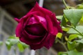 Detail of red roses bush as floral background. Close up view of red roses in Caucasus. Azerbaijan Royalty Free Stock Photo