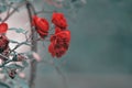 Detail of red roses bush as floral background. Close up view of red roses in Caucasus. Azerbaijan Royalty Free Stock Photo