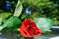 detail of red roses bush Royalty Free Stock Photo