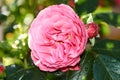 Detail of red roses in the garden Royalty Free Stock Photo