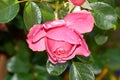 Detail of red roses in the garden Royalty Free Stock Photo