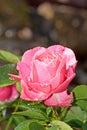 Detail of red roses in the garden Royalty Free Stock Photo