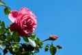 Detail of red roses in the garden Royalty Free Stock Photo