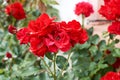 Detail of red roses in the garden Royalty Free Stock Photo