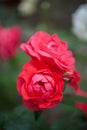Detail of red roses in the garden Royalty Free Stock Photo