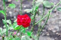 Detail of red roses in the garden Royalty Free Stock Photo