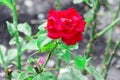 Detail of red roses in the garden Royalty Free Stock Photo