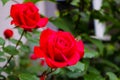 Detail of red roses in the garden. Selective focus Royalty Free Stock Photo