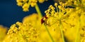 Detail of a red striped bug among the yellow flowers of a fennel plant Royalty Free Stock Photo