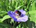 Close up of red tailed bumblebee drinking nectar from delicate blue flower Royalty Free Stock Photo