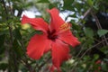 Detail of red thespesia grandiflora -maga in a botanical garden