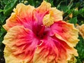 Detail of Red and Yellow Hibiscus Flower in Garden Royalty Free Stock Photo