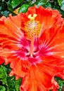 Detail of Red and Yellow Hibiscus Flower in Garden Royalty Free Stock Photo