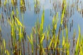 detail of reed grass in the backwater of the baltic sea in Usedom as stillife background