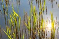 detail of reed grass in the backwater of the baltic sea in Usedom as stillife background