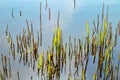 detail of reed grass in the backwater of the baltic sea in Usedom as stillife background