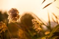 Detail of reed spikelet in the sunset