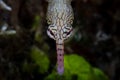 Detail of Reeftop Pipefish Face in Indonesia