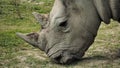 Detail of a rhino eating a blade of grass.