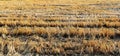 Rice stubble in rice field after harves