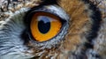 detail right eye owl eagle Royalty Free Stock Photo
