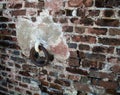 Old fort wall, Port Royal Royalty Free Stock Photo