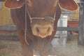 Detail of a ring in the nose of a droughtmaster bull in a yard at an agricultural show