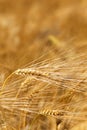 Detail of ripe Barley Spikes Royalty Free Stock Photo