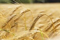 Detail of ripe Barley Spikes Royalty Free Stock Photo