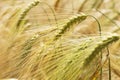 Detail of ripe Barley Spikes Royalty Free Stock Photo