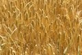 Detail of ripe Barley Spikes Royalty Free Stock Photo