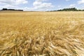 Detail of ripe Barley Spikes Royalty Free Stock Photo