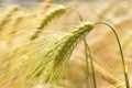 Detail of ripe Barley Spikes Royalty Free Stock Photo