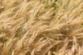 Detail of ripe Barley Spikes Royalty Free Stock Photo