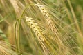 Detail of ripe Barley Spikes Royalty Free Stock Photo