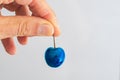 detail of ripe blue cherry in hand held by peduncle. White background.