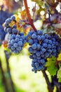 Detail of the ripe blue grapes hanging in the vineyard Royalty Free Stock Photo