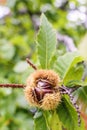 Detail of ripe chestnuts. Chestnut Castanea sativa fruit in a branch