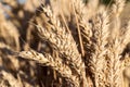 Detail of a ripe ear of rye Royalty Free Stock Photo